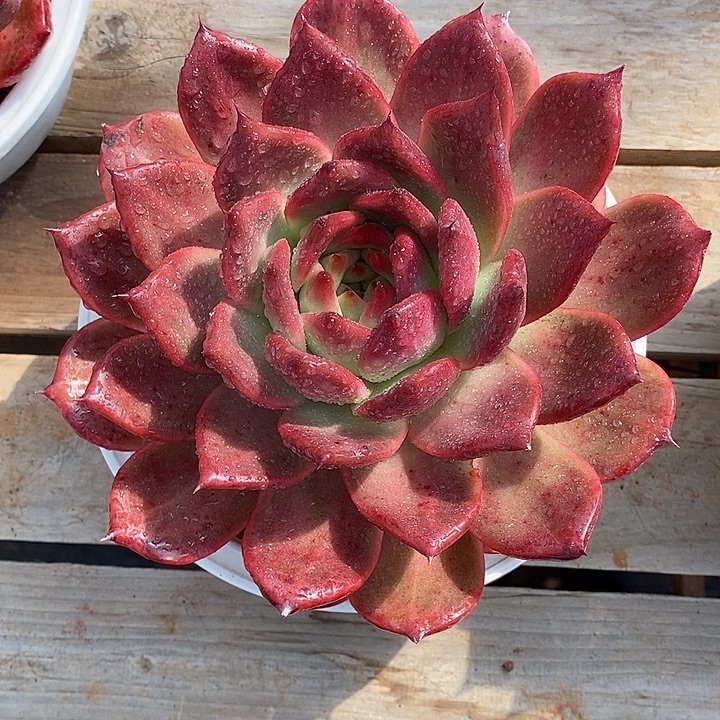 用***7韩版漫德4            