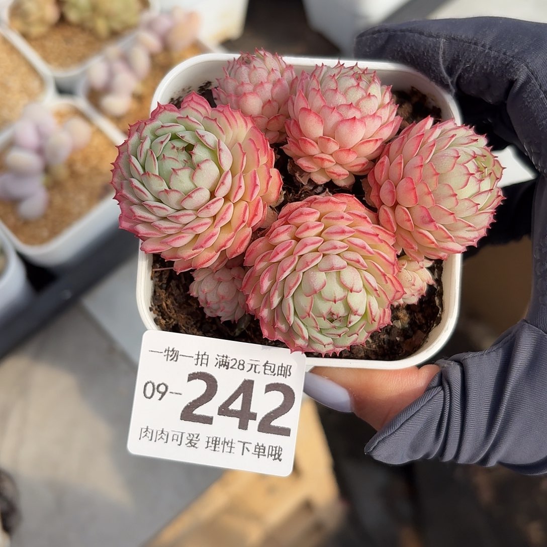 小红船无盆土发货无