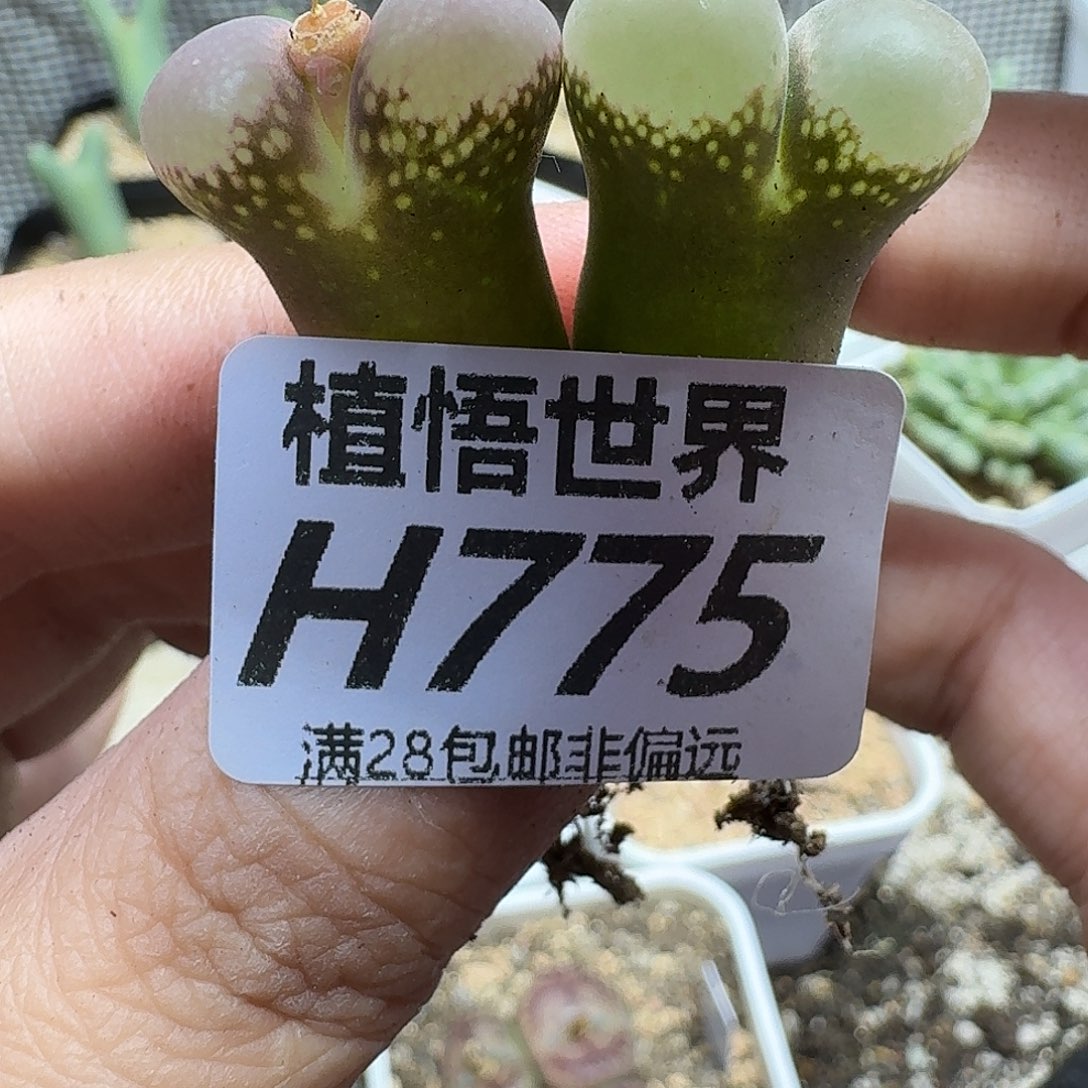 多肉植物的人生gbb