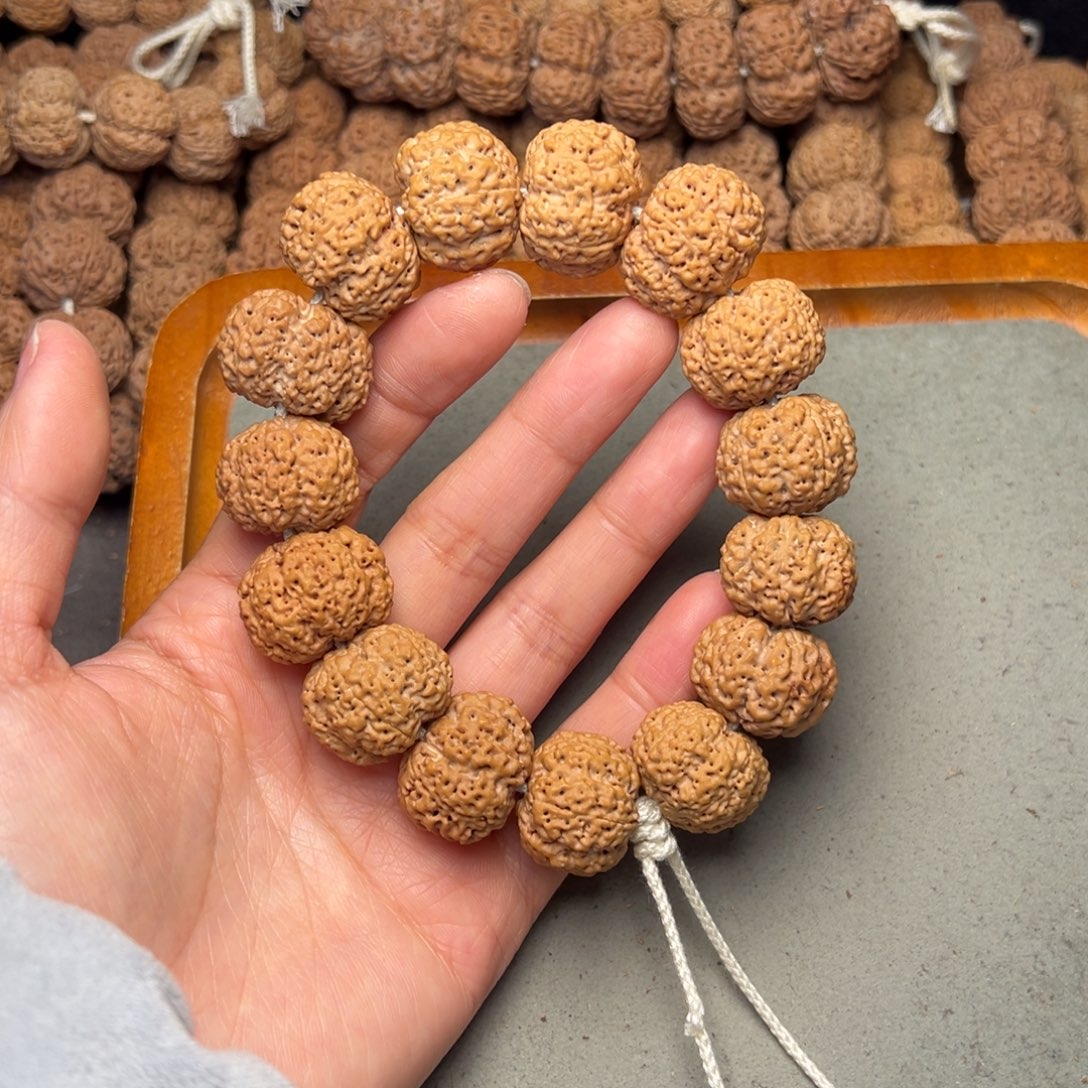 菩提11号金刚菩提蜂王22