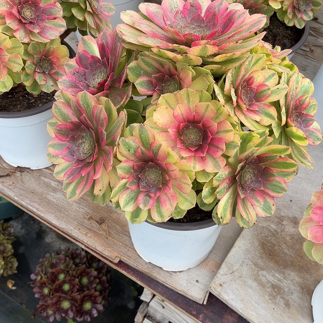 雨荷法师漂亮漂亮