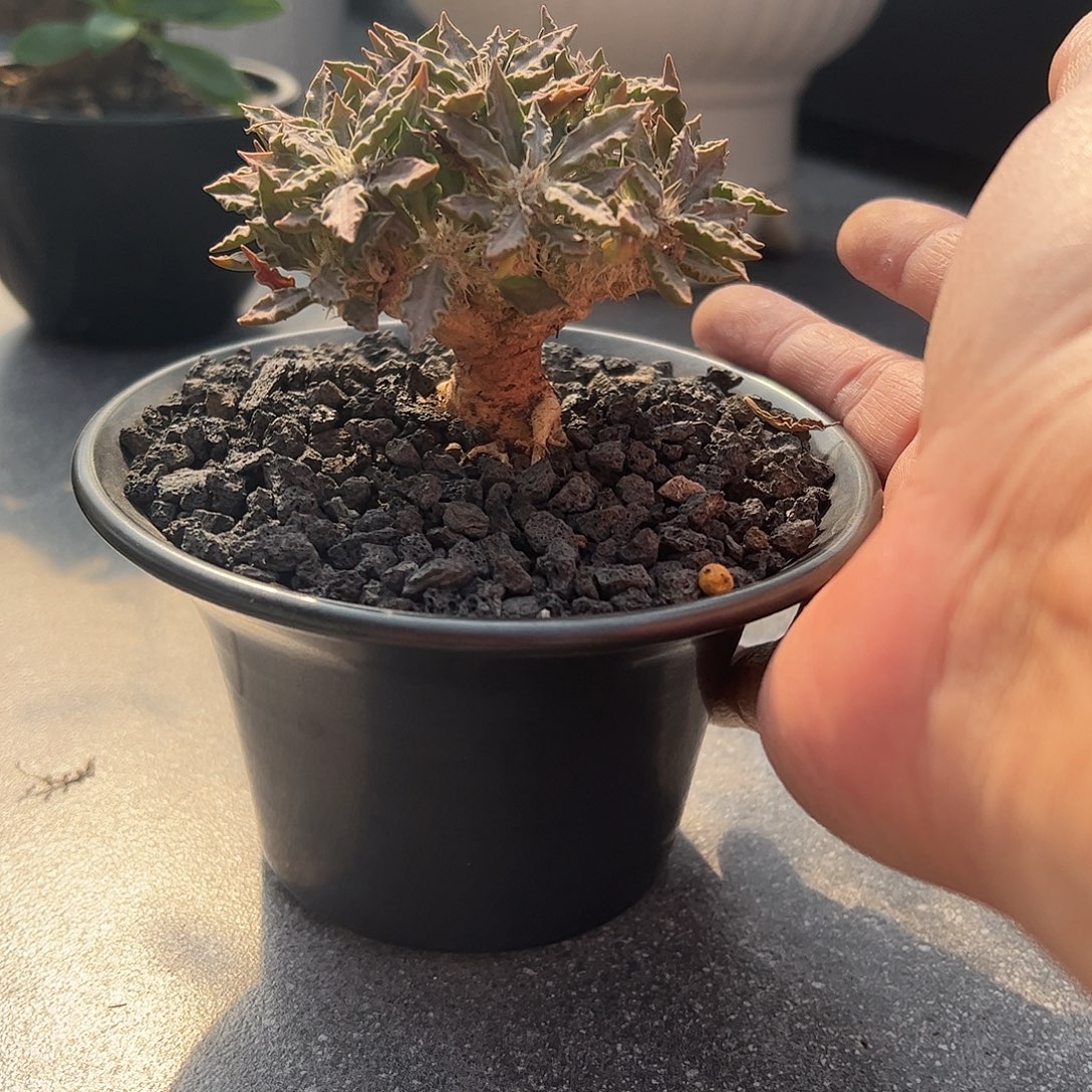 黄***.图拉大戟 6688888