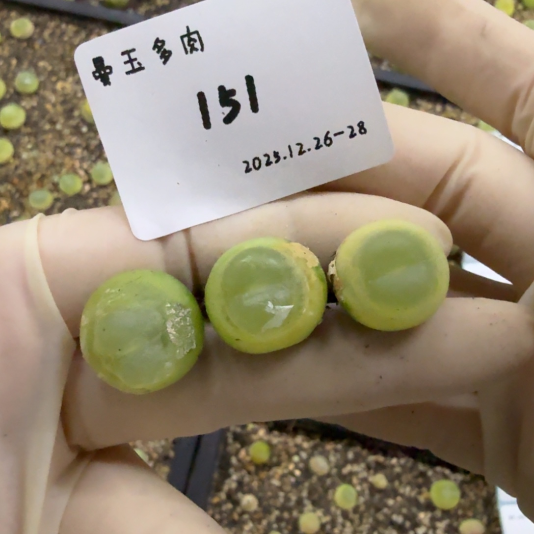 菜***菜多肉多肉多肉12-151