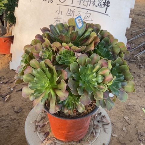 粉女巫中班一物一拍