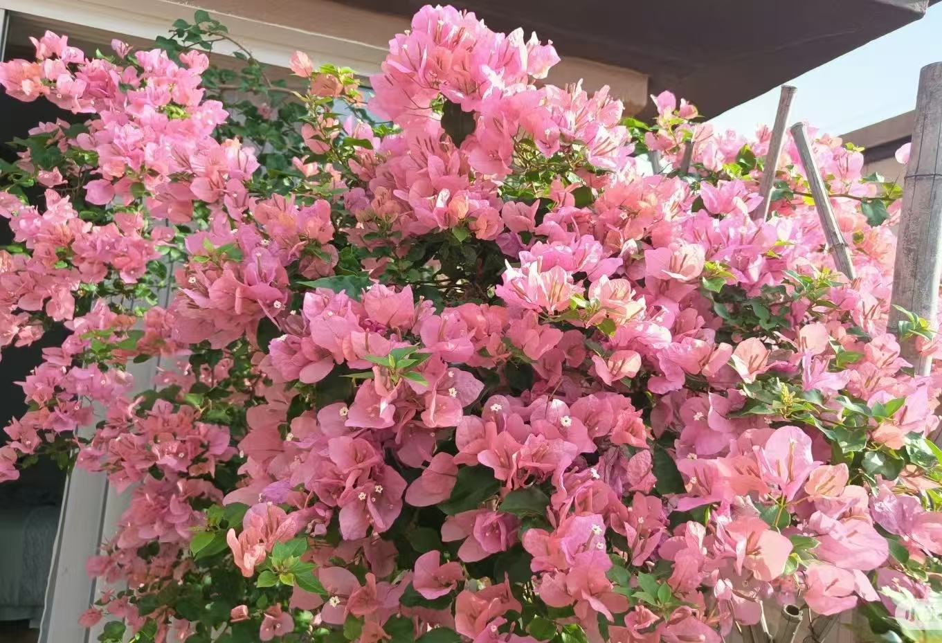 （橙粉公主）三角梅四季勤花可爬藤链接