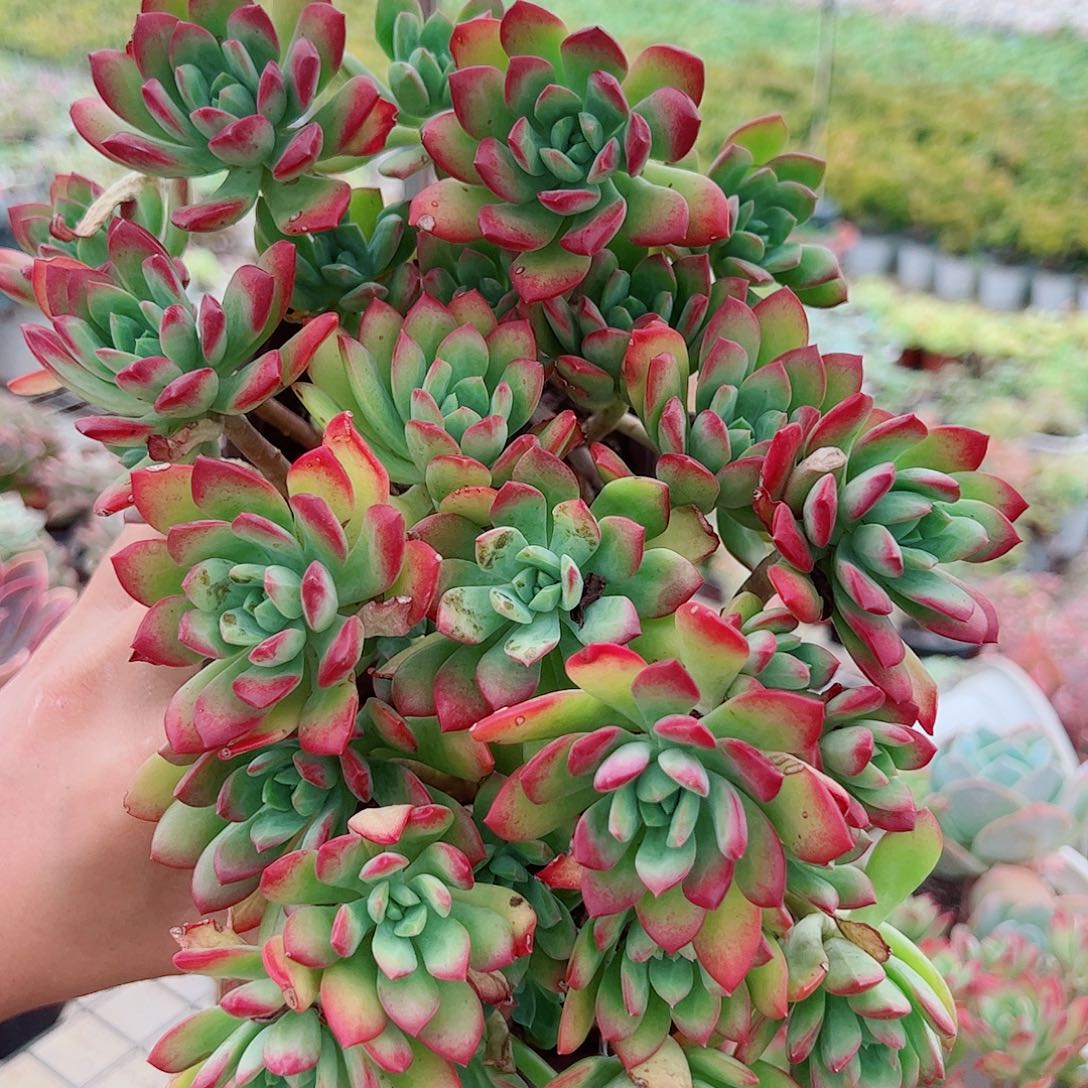 红稚莲整装多头造型精品三盆