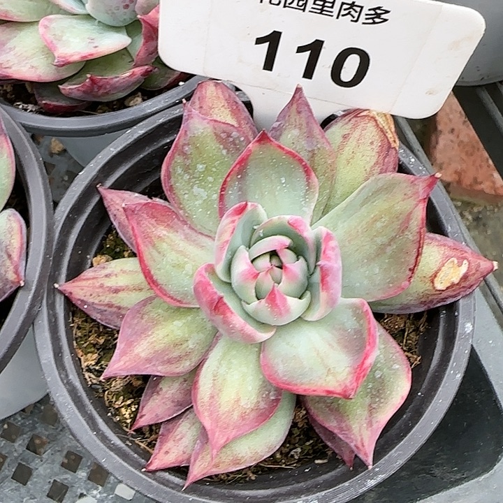 110 惊鸿仙子多肉植物6-9cm