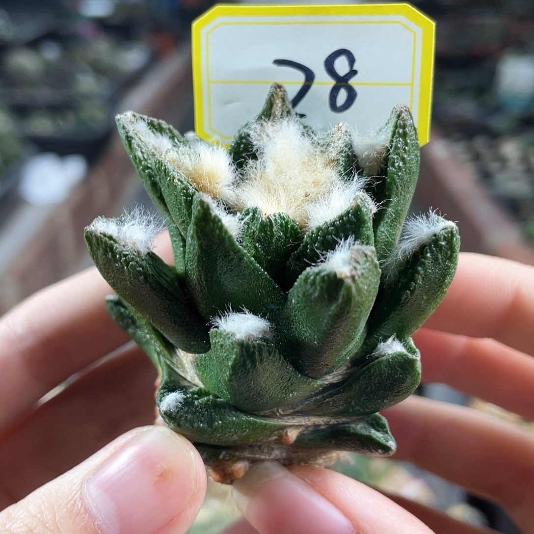 28号自根福利博士牡丹