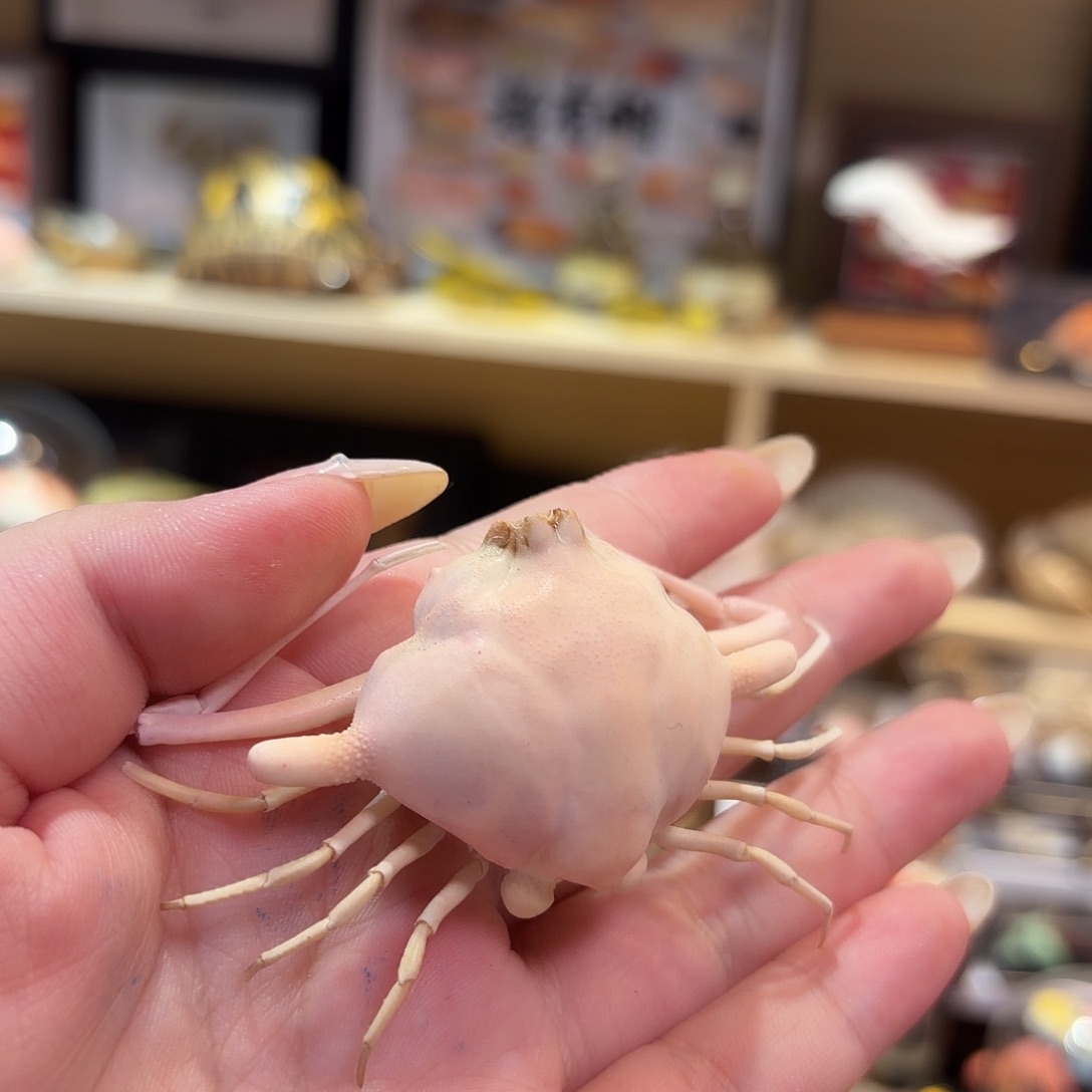 真实双角转轮蟹标本