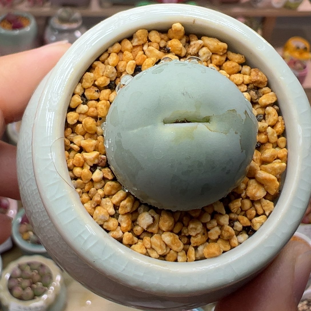 多肉植物94号鸽子蛋2.4厘米