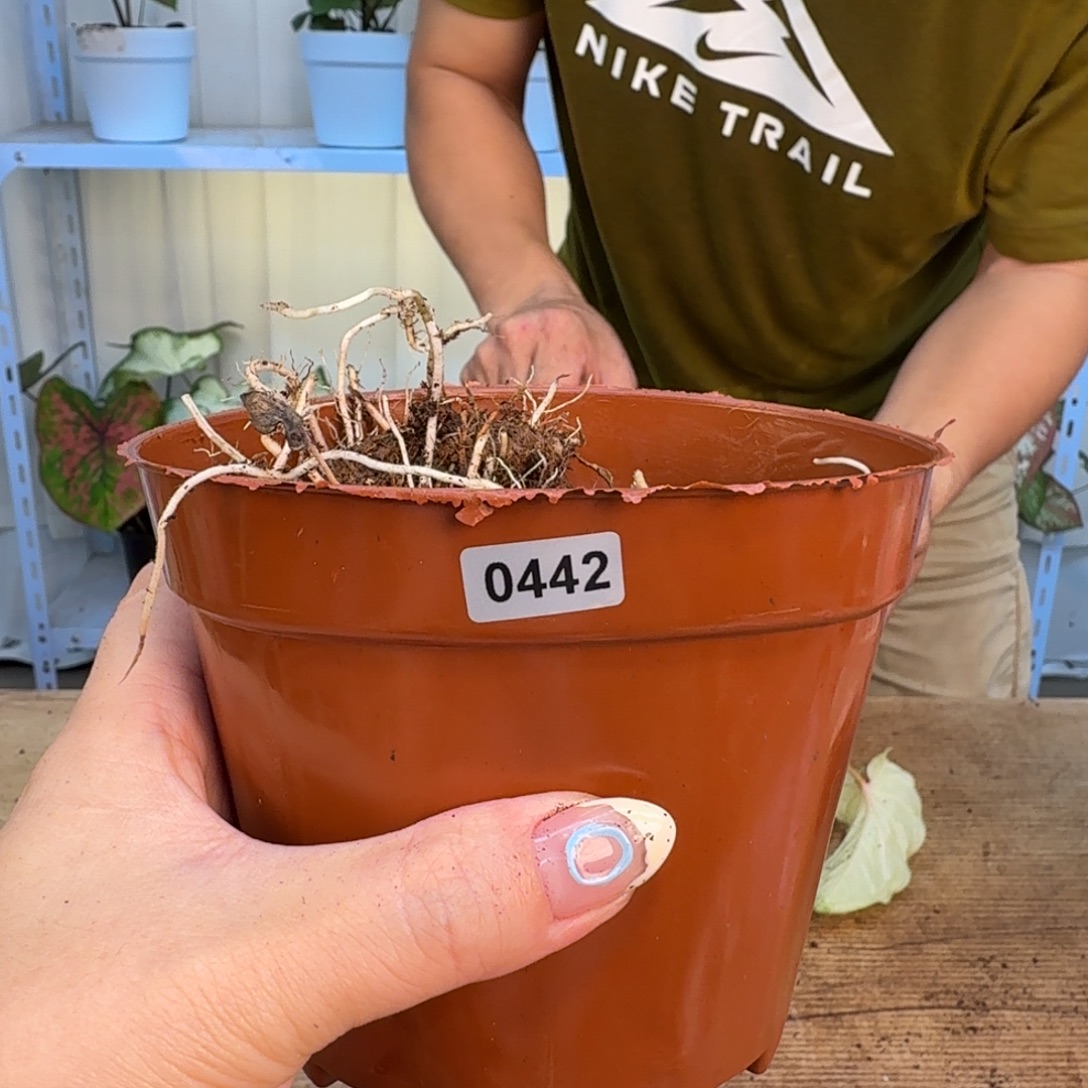 无花朵小仙女球，福利无售后0442