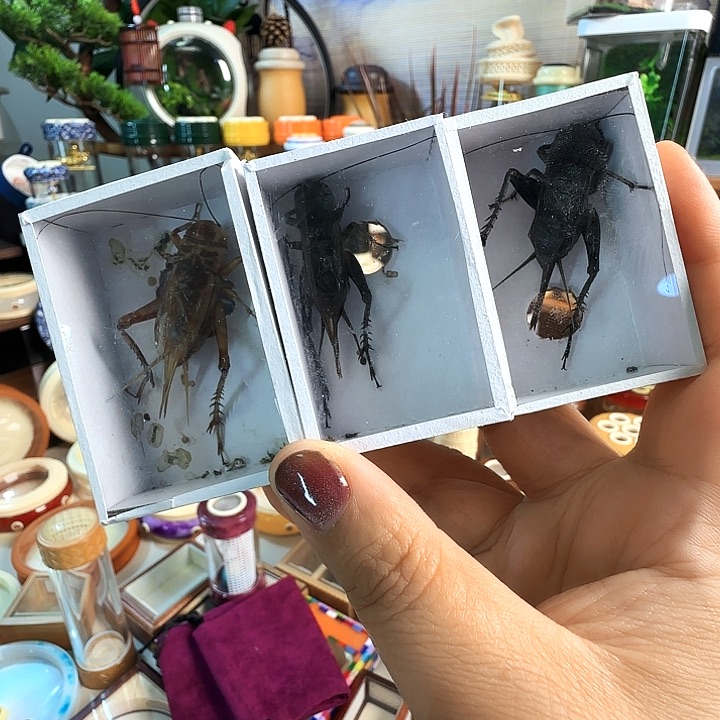 2黑1紫啊啊啊啊啊