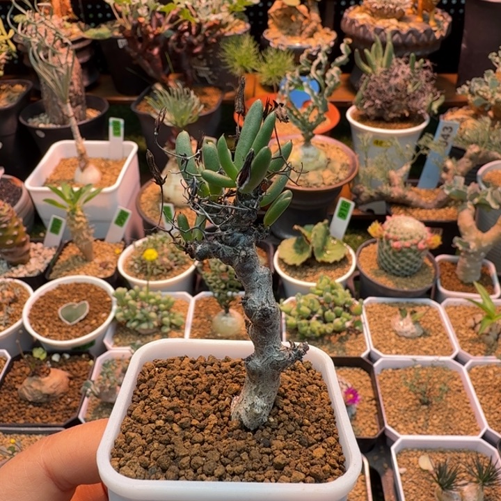 黑曼巴奇峰锦836 仙人球