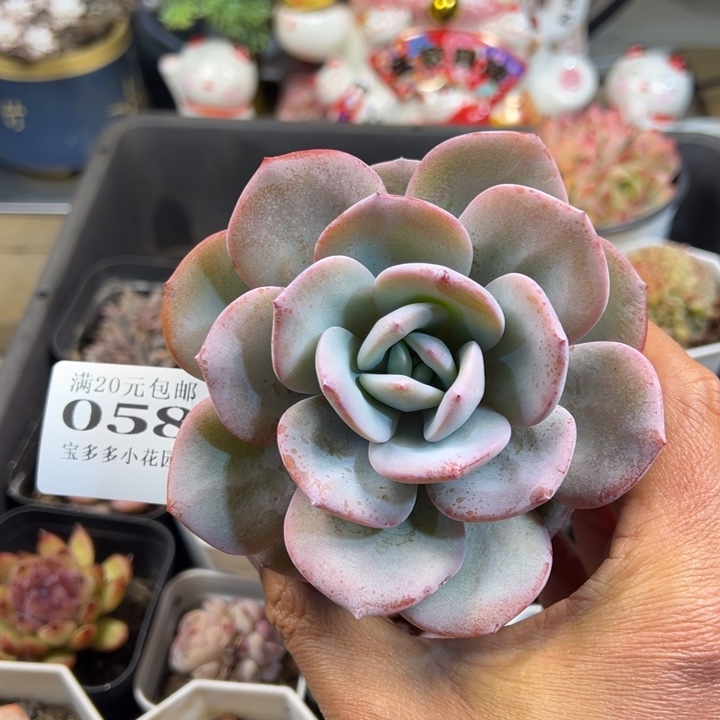 韩版奶茶10cm单头一物一拍多肉满20包邮明天发货