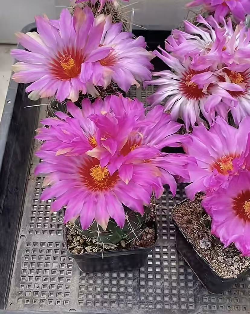 实生大统领2颗（大小搭配）     仙人球漳州基地直发 新手好养