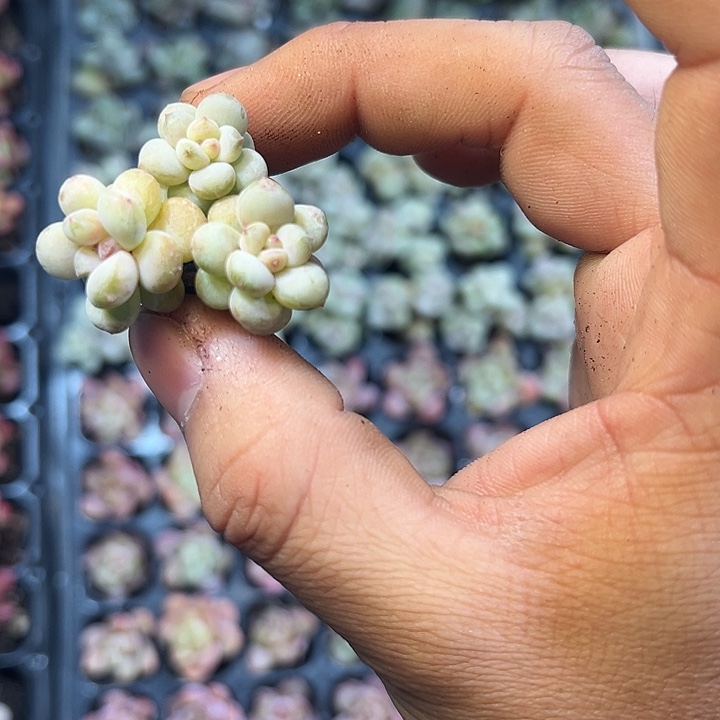 阳光玫瑰 满10颗包邮