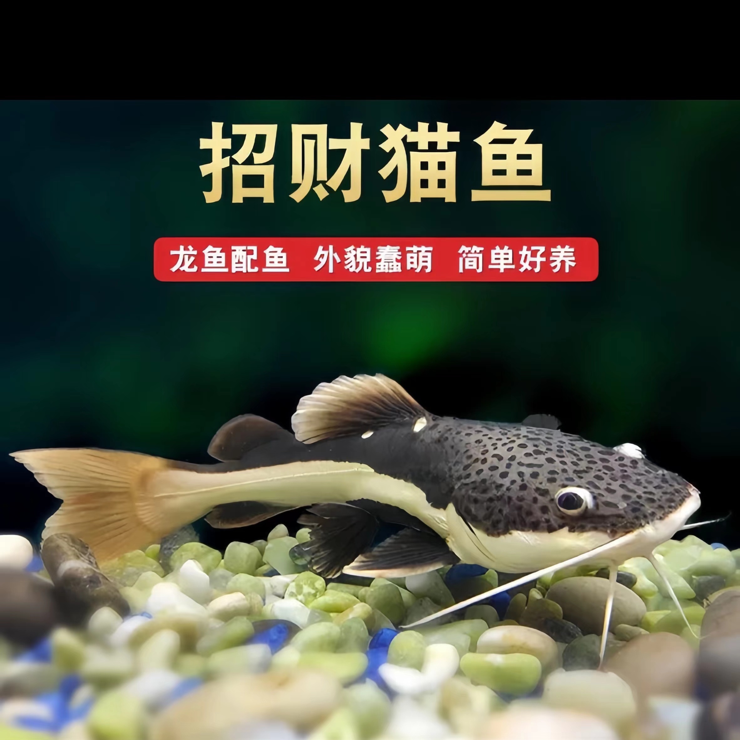 招财猫鱼底层热带观赏鱼红尾鲶狗仔鲸易养爱活大型猛鱼混养鱼