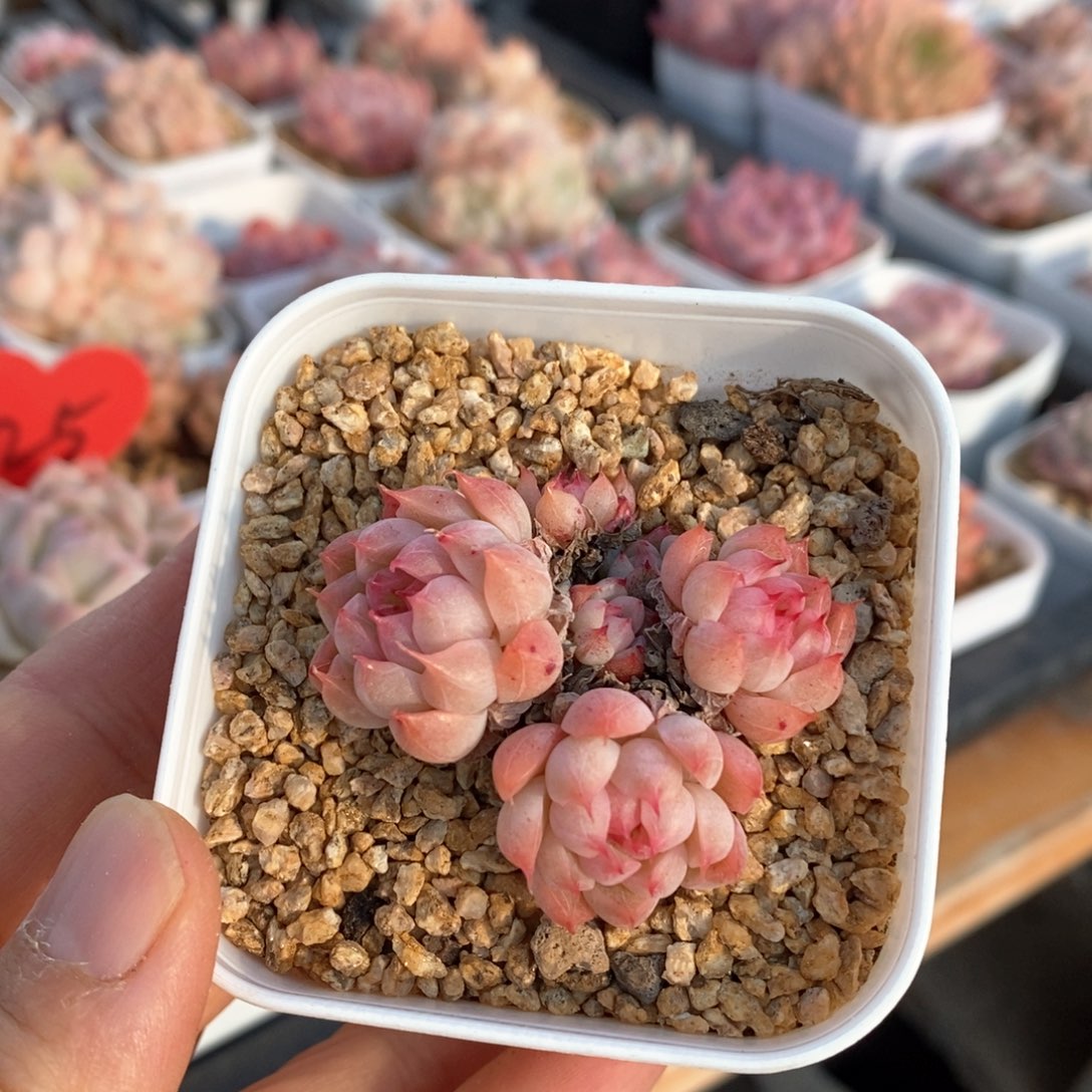 精品多肉一物一拍不包整127