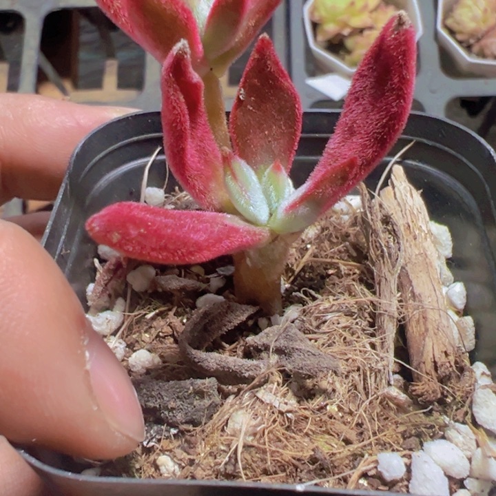 景晃星精品多肉植物