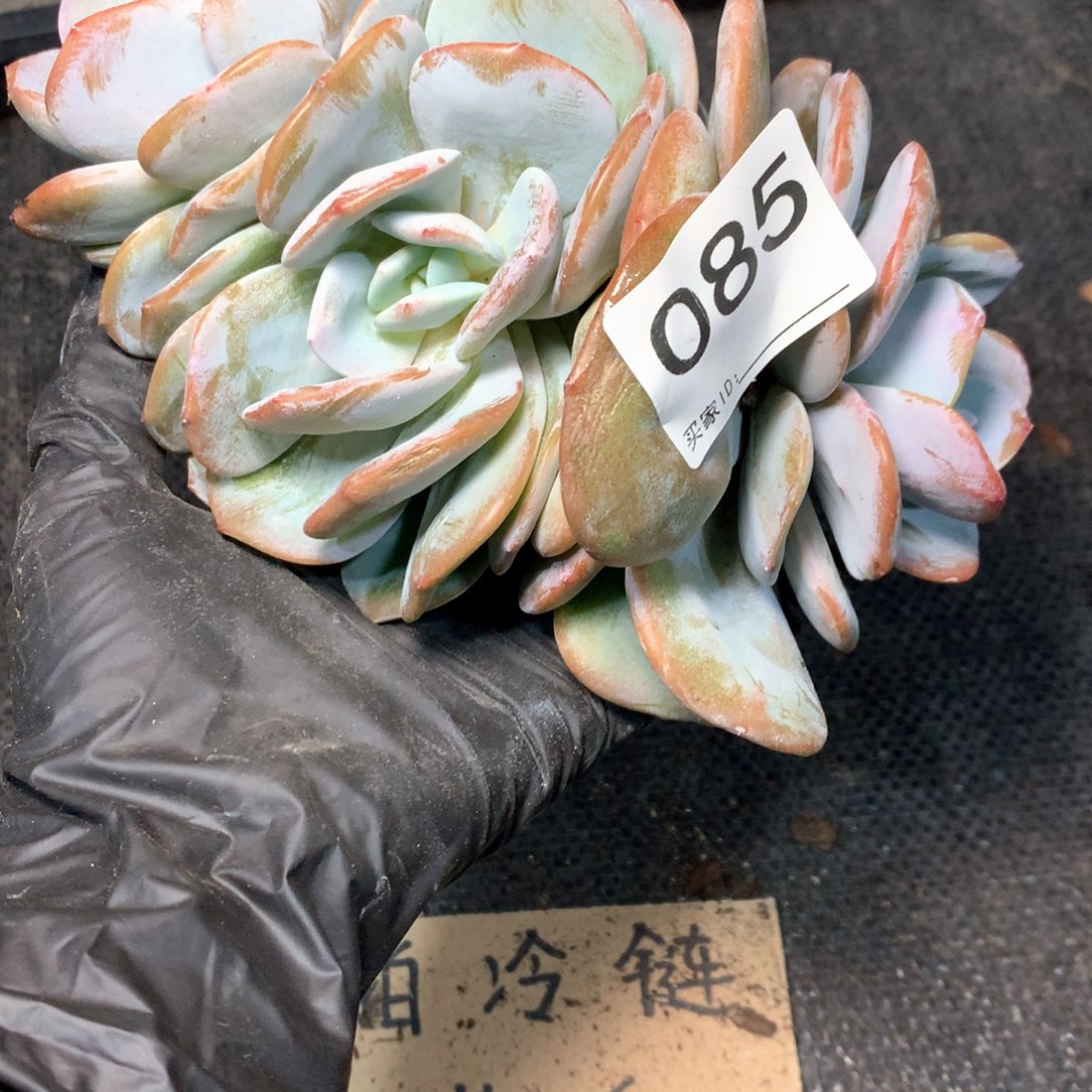 085 不拍冷链不售后