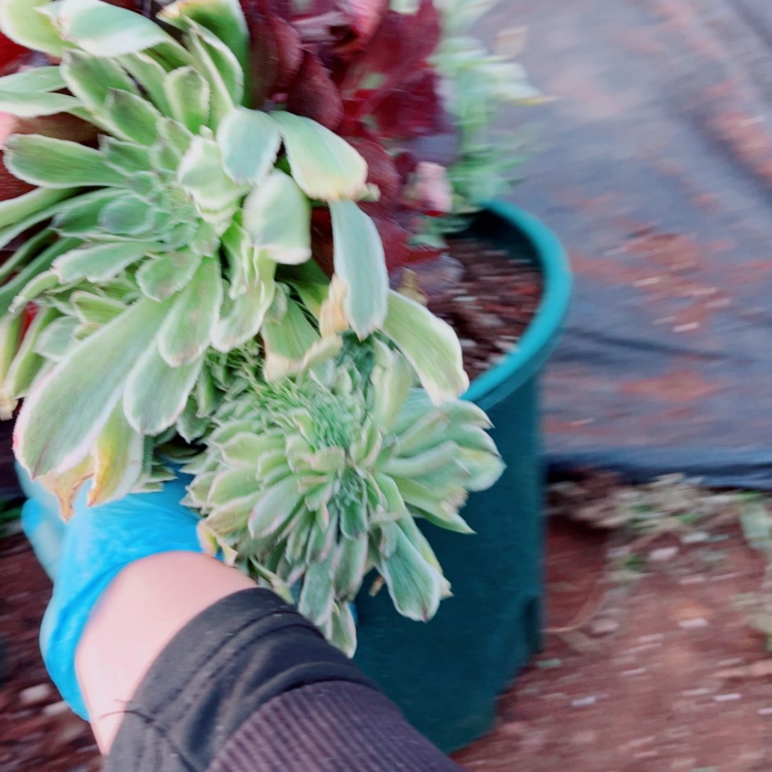 多肉植物694碧浪