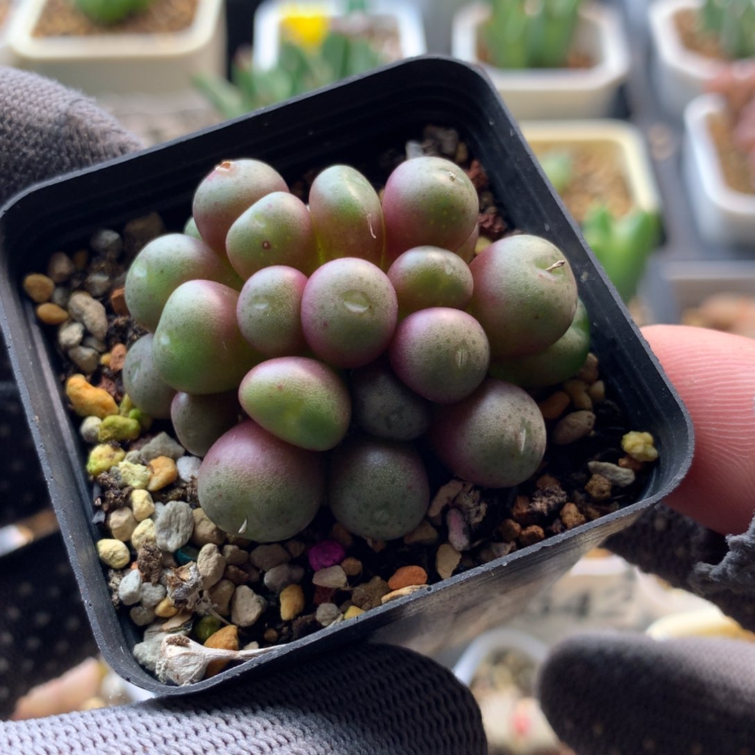 543皮姆母本一颗