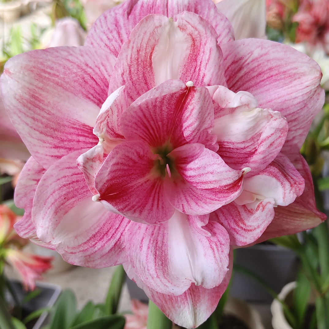 朱顶红多品种链接，包对版不包后期养护。