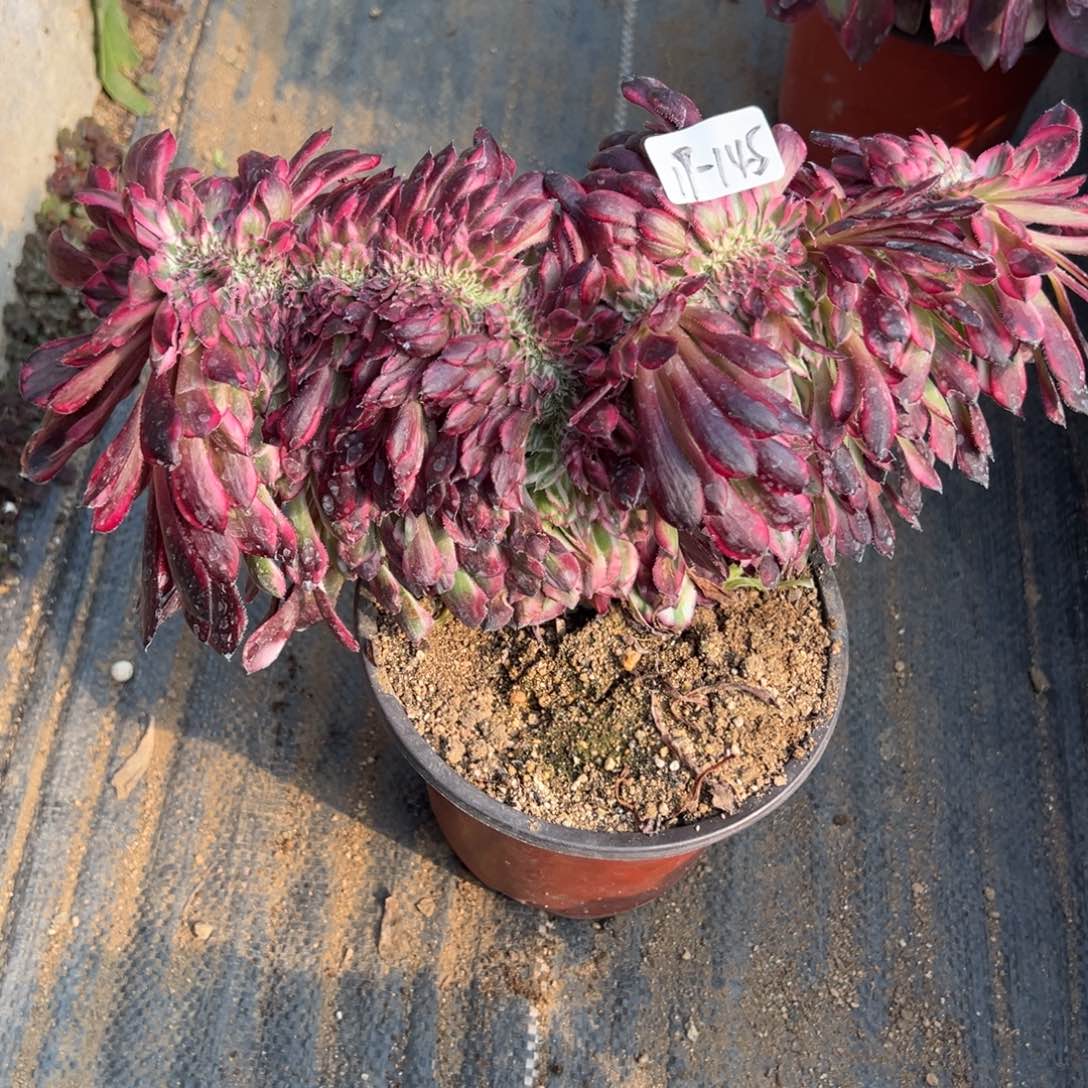 145红白缀多肉植物