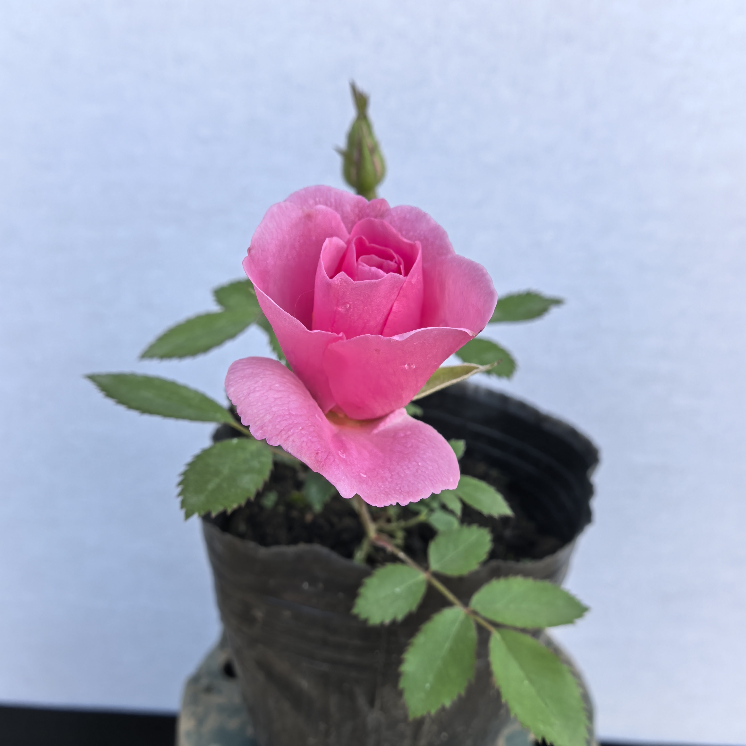 粉蝶牙签苗 拍一发3 《顺丰包邮》耐寒爬藤月季 约翰戴维斯粉蝶