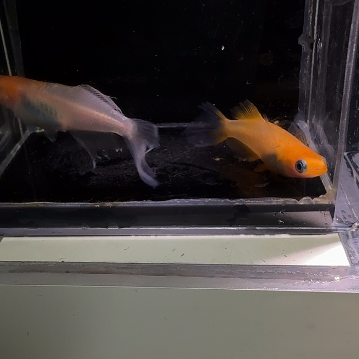 青鳉鱼一物一拍378