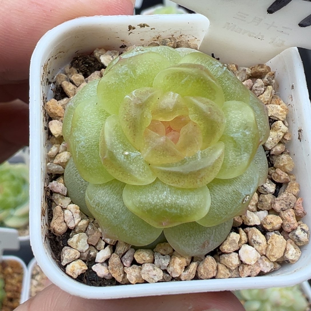 449号无尽灯 晗雨多肉