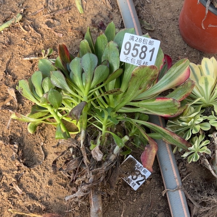 无根爱马仕多肉植物法师9581砍过不售后