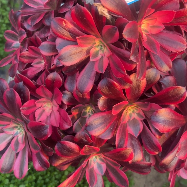 美杜莎有砍母本不包损60