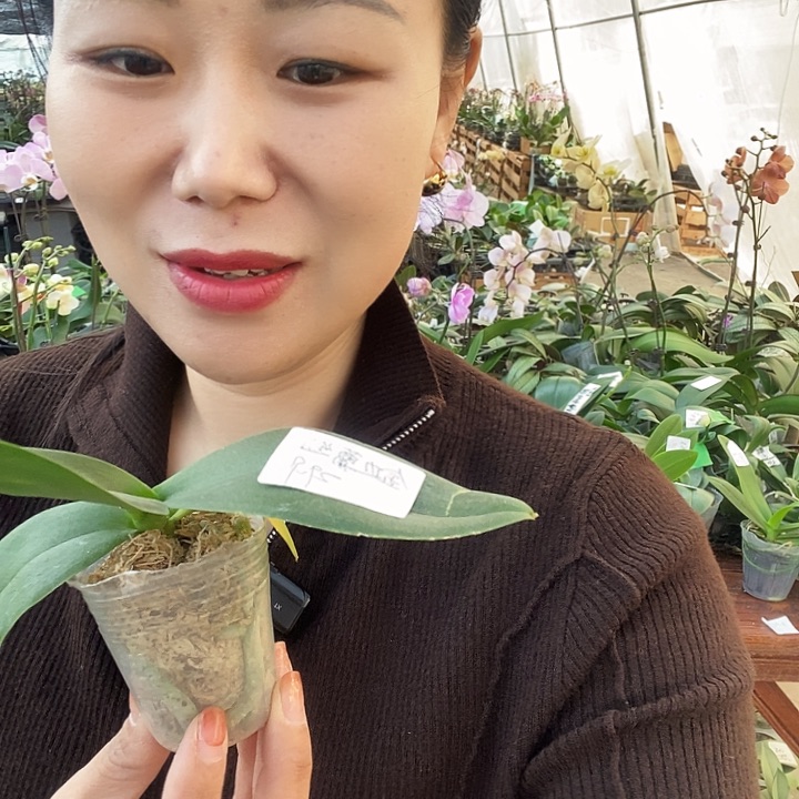 无花朵金边蕾丝蝴蝶兰