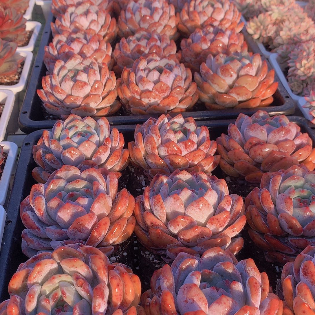 两颗单头红石橙456788999990