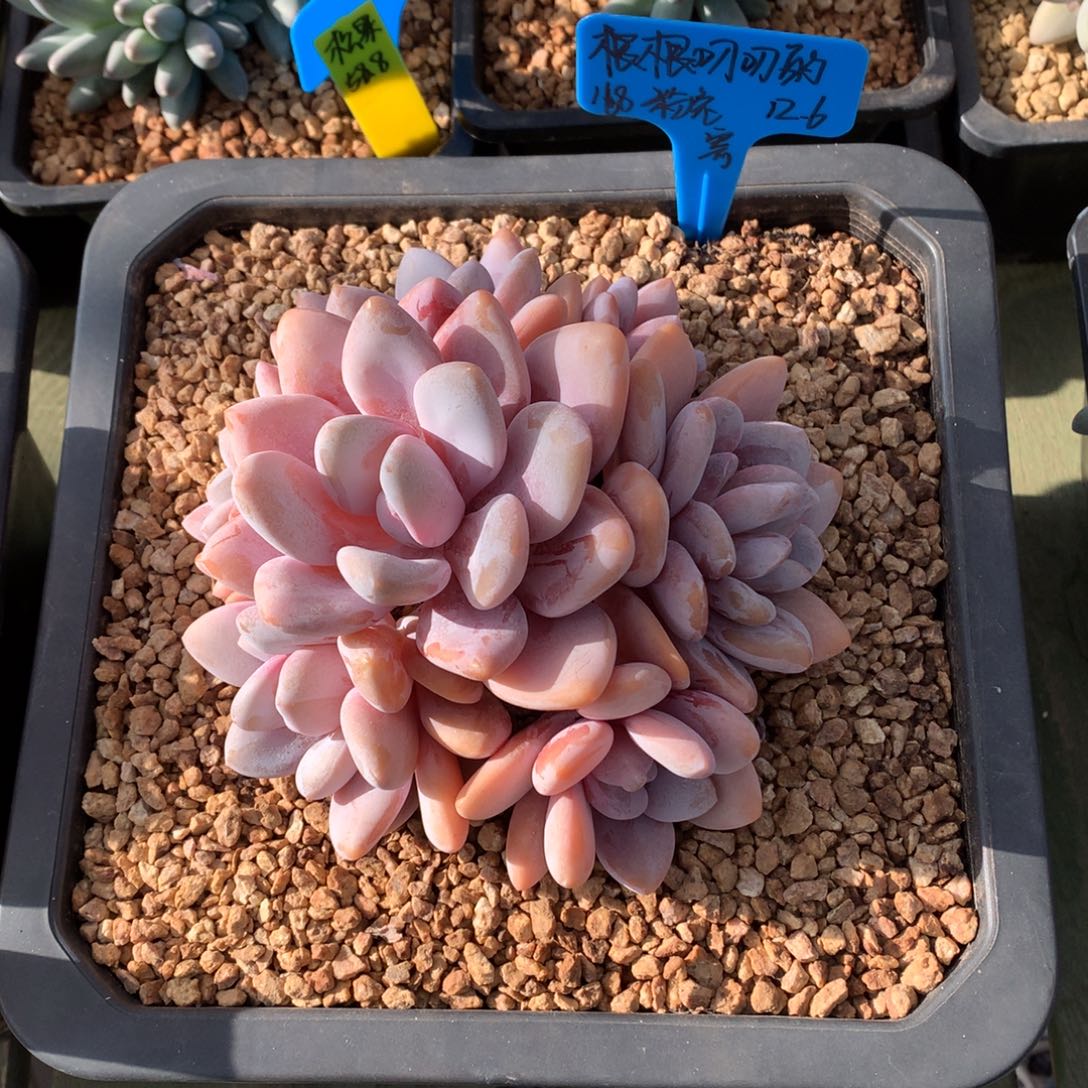 根***的我们家的小仙女们