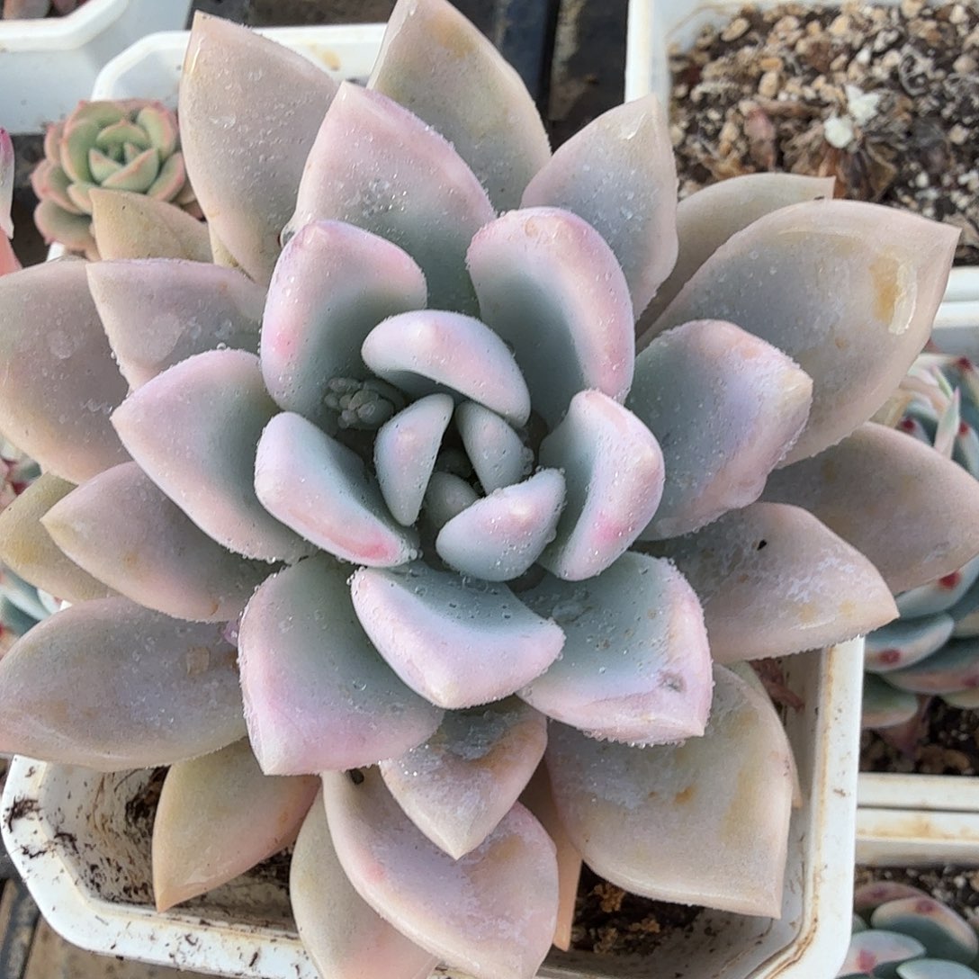 奥普琳娜锦，多肉植物