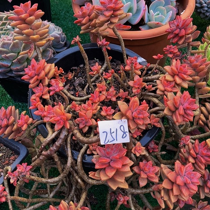 用****5姬册月群生2518