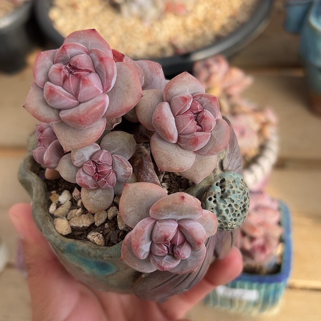 6头金控小包脸哈哈哈哈哈