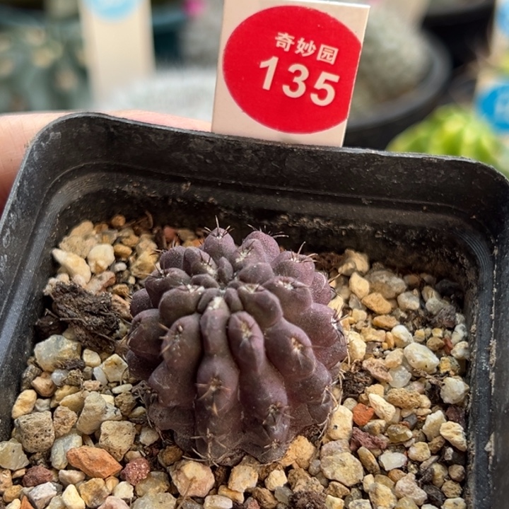 实生紫皮雷头一棵仙人球