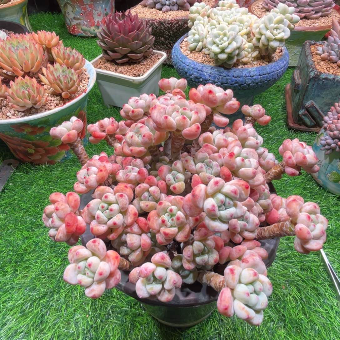 风***尾劳尔，一物一拍。    