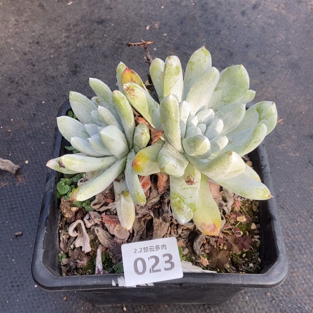 023双头高腿红拇指多肉植物