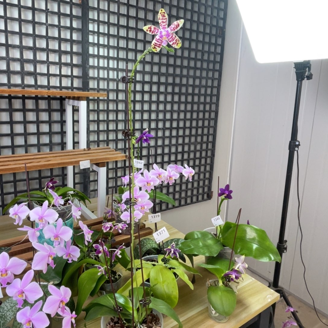 完全开放SWR盾巴-1372