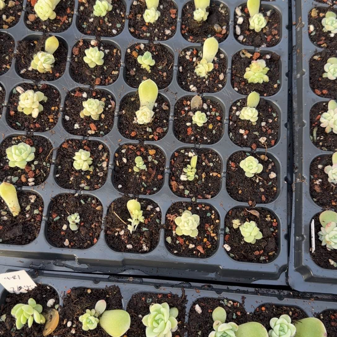 苍雪2个穴满25包邮