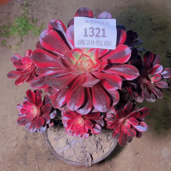 1321香奈尔多肉老桩