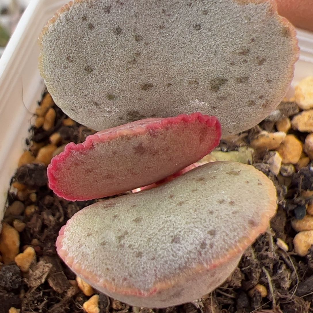 实生新品多肉植物