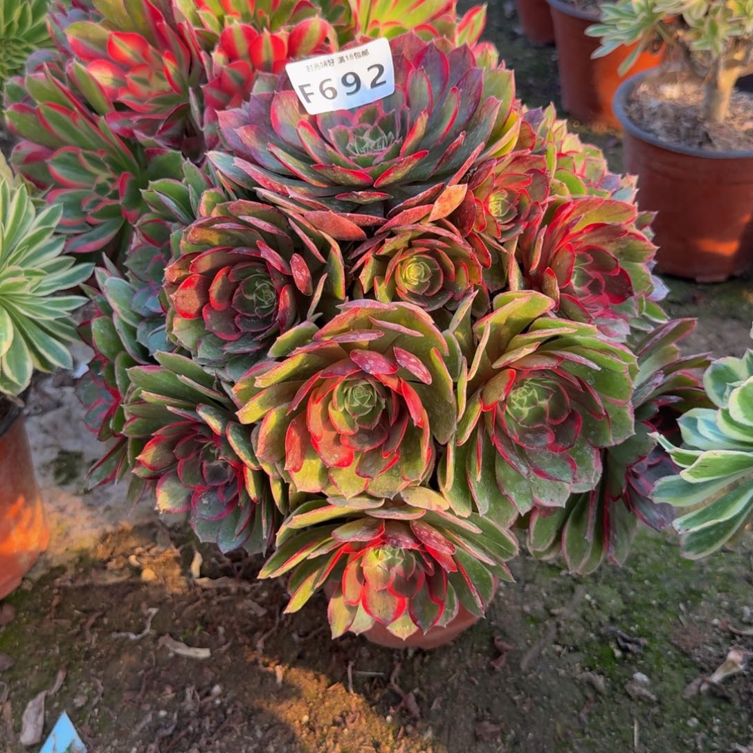 692粉花妖。多肉植物