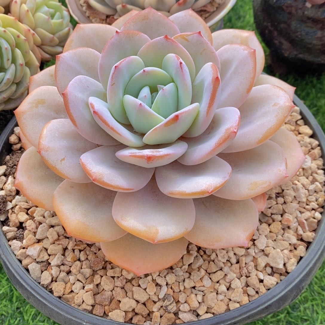 奶茶 一物一拍 多肉