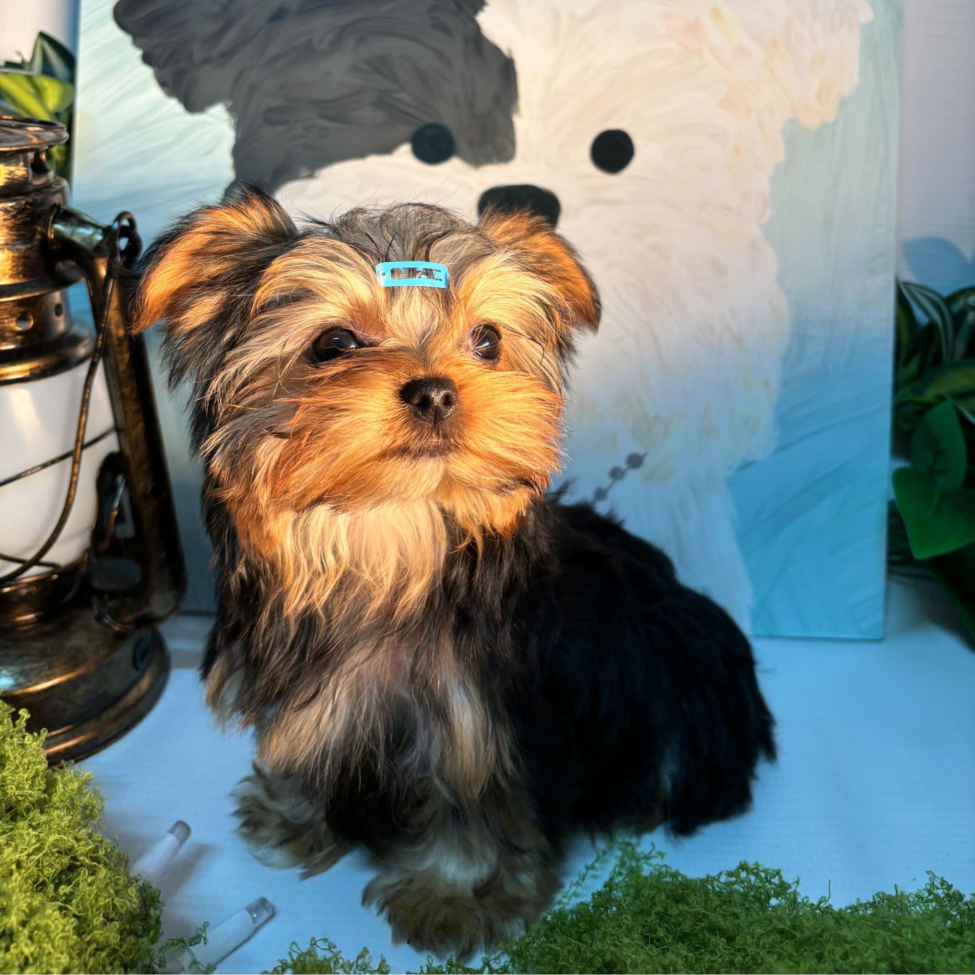 【小铭家 -1】马尔济斯 约克夏 宠物活体幼体 小狗