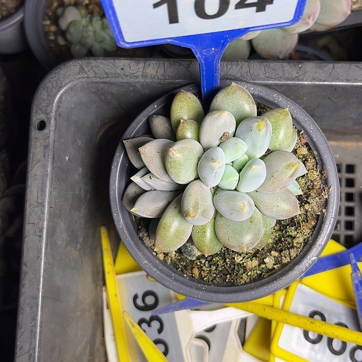 多肉植物胖体哥特104